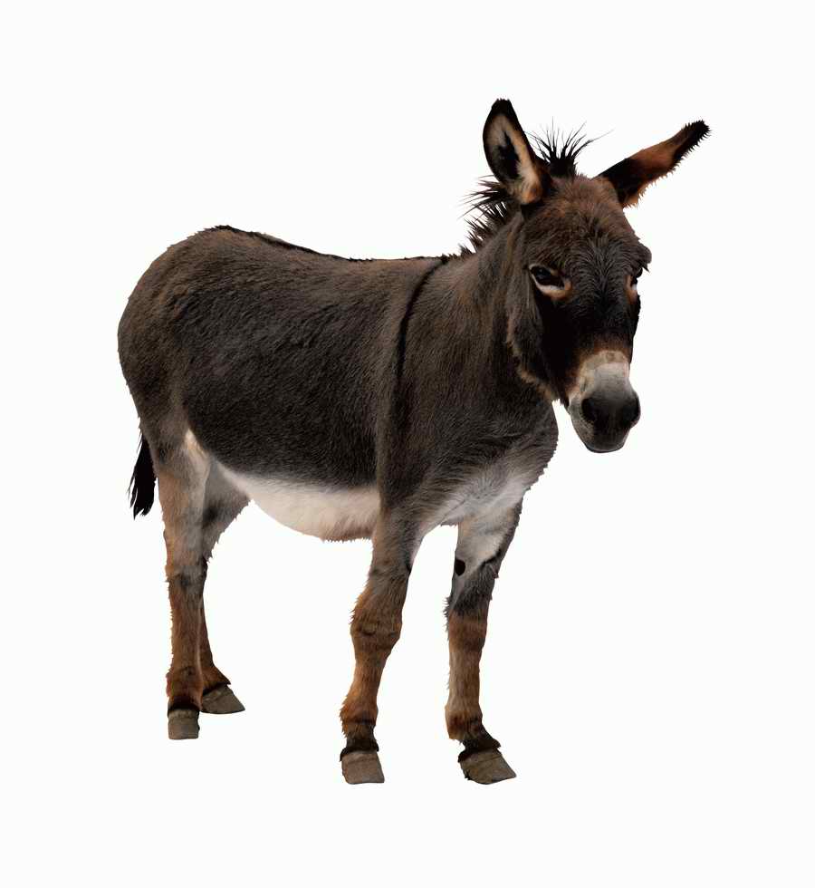 Lions, Tigers and Bears - Photodisc Object Series ></a>
<script language=JavaScript> 
  var txt = 