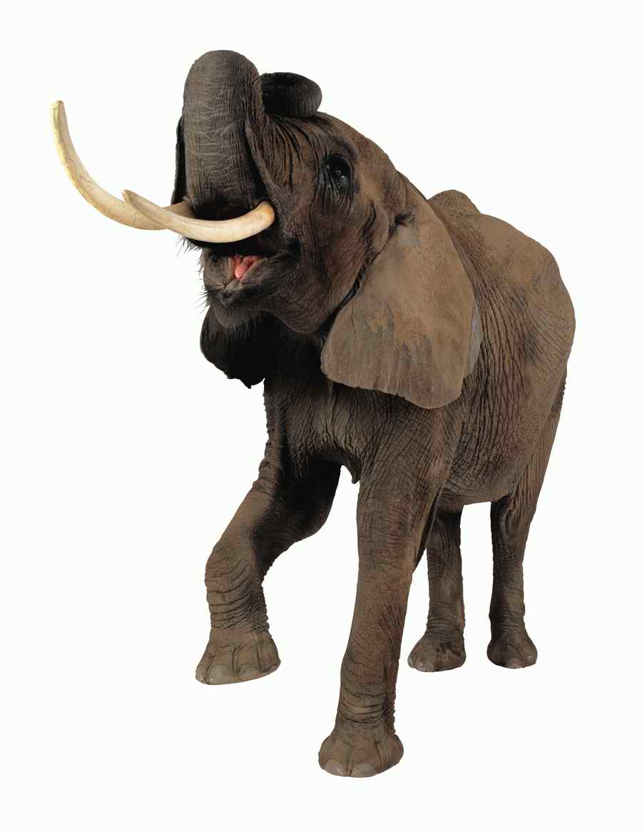 Lions, Tigers and Bears - Photodisc Object Series ></a>
<script language=JavaScript> 
  var txt = 