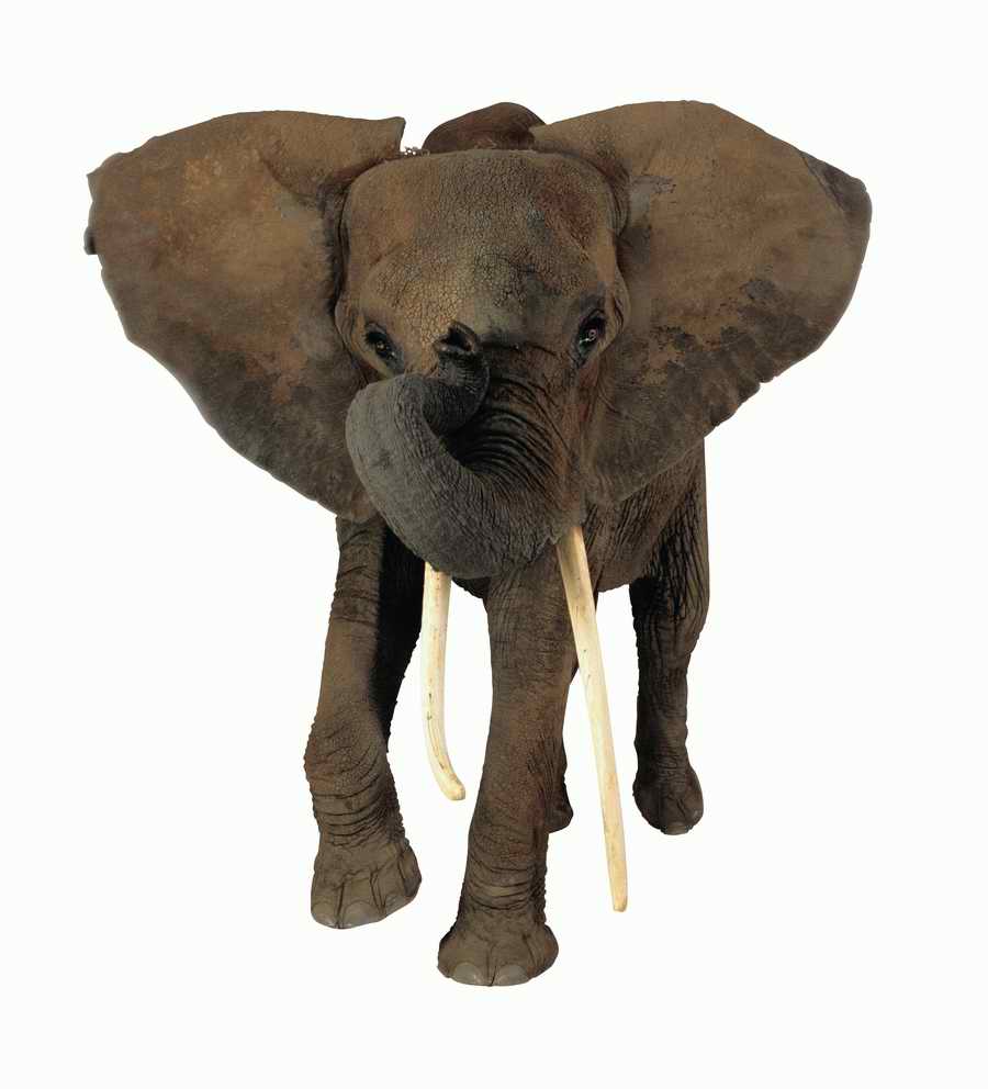 Lions, Tigers and Bears - Photodisc Object Series ></a>
<script language=JavaScript> 
  var txt = 