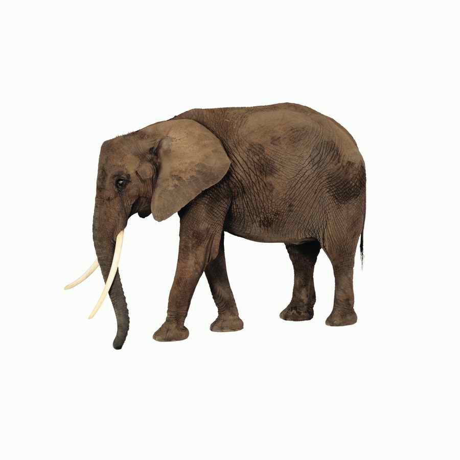 Lions, Tigers and Bears - Photodisc Object Series ></a>
<script language=JavaScript> 
  var txt = 