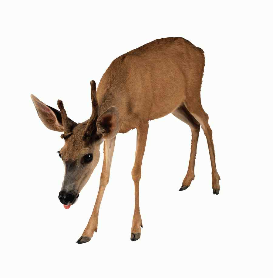 Lions, Tigers and Bears - Photodisc Object Series ></a>
<script language=JavaScript> 
  var txt = 