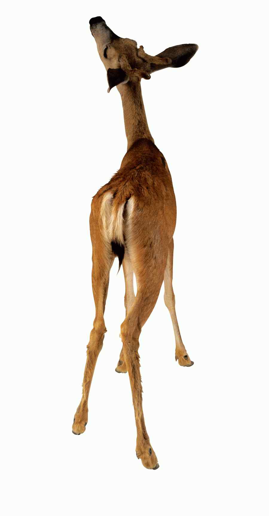 Lions, Tigers and Bears - Photodisc Object Series ></a>
<script language=JavaScript> 
  var txt = 