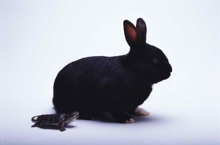 Metaphorically Speaking - Photodisc Object Series ></a>
<script language=JavaScript> 
  var txt = 