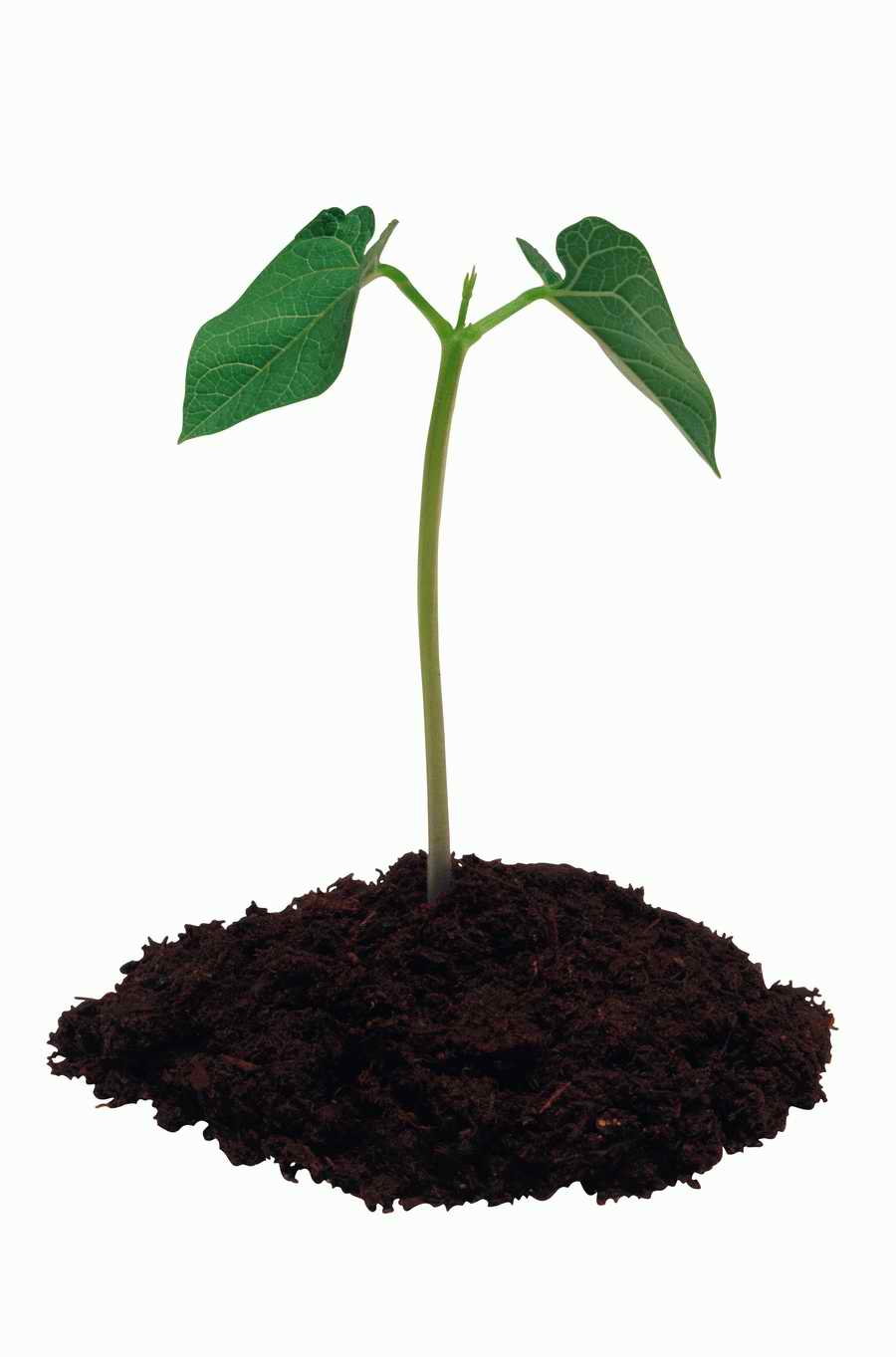 Objects of Nature - Photodisc Object Series ></a>
<script language=JavaScript> 
  var txt = 