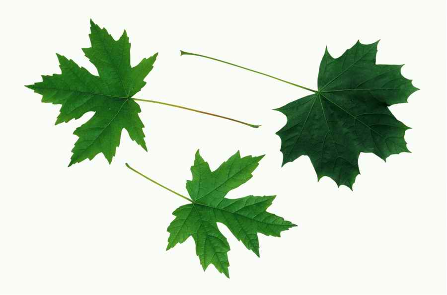 Objects of Nature - Photodisc Object Series ></a>
<script language=JavaScript> 
  var txt = 