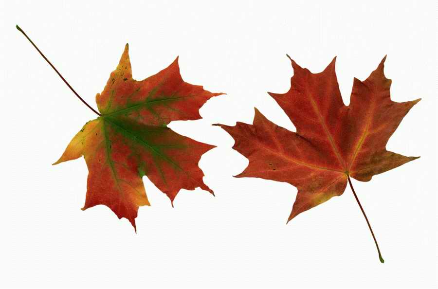 Objects of Nature - Photodisc Object Series ></a>
<script language=JavaScript> 
  var txt = 