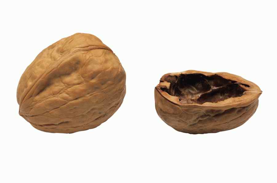 Objects of Nature - Photodisc Object Series ></a>
<script language=JavaScript> 
  var txt = 