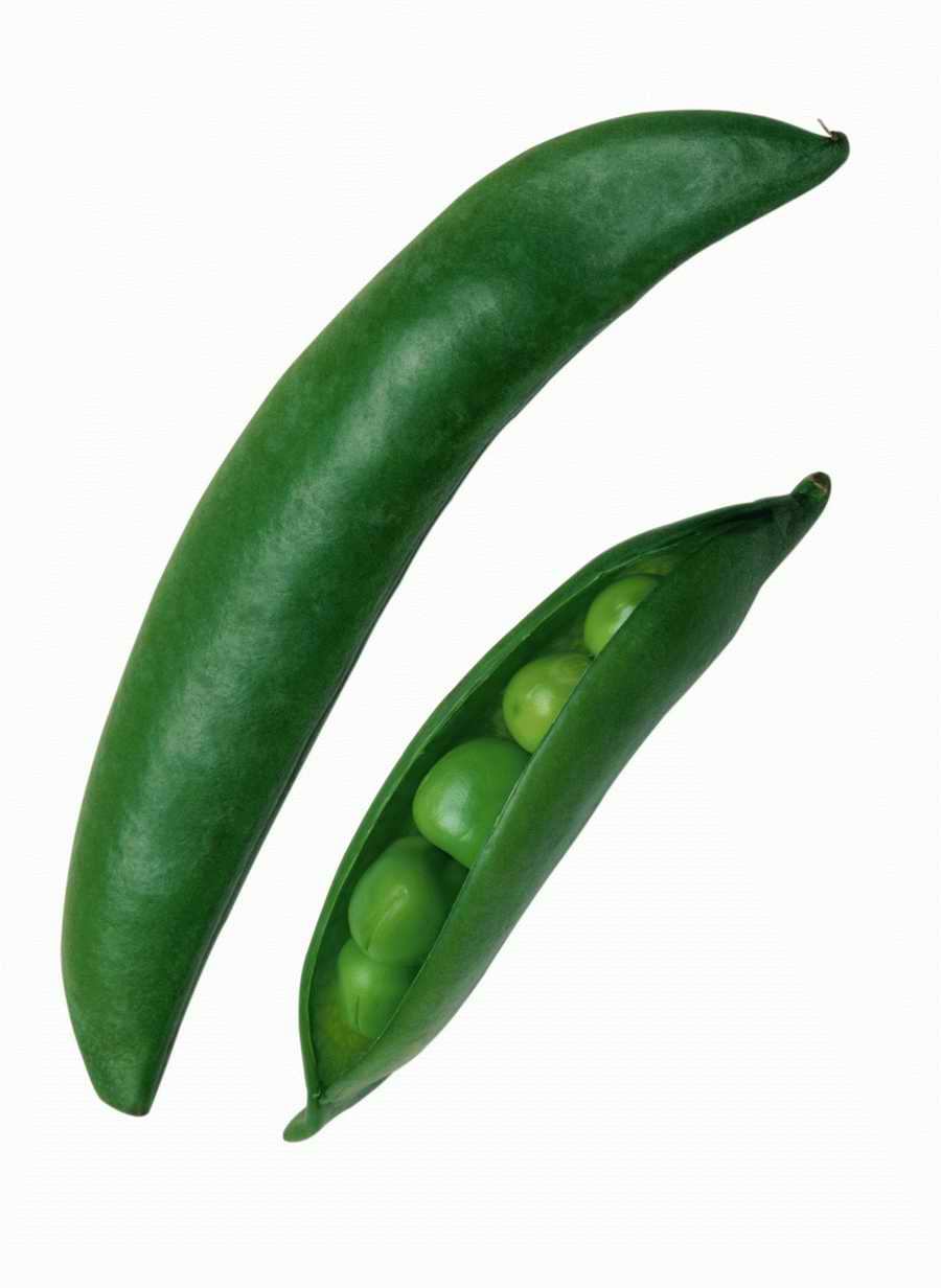 Objects of Nature - Photodisc Object Series ></a>
<script language=JavaScript> 
  var txt = 