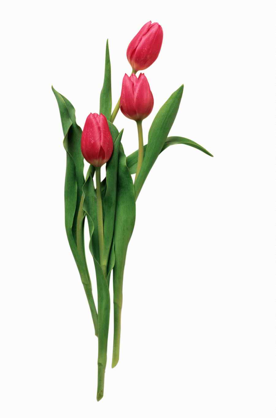 Objects of Nature - Photodisc Object Series ></a>
<script language=JavaScript> 
  var txt = 