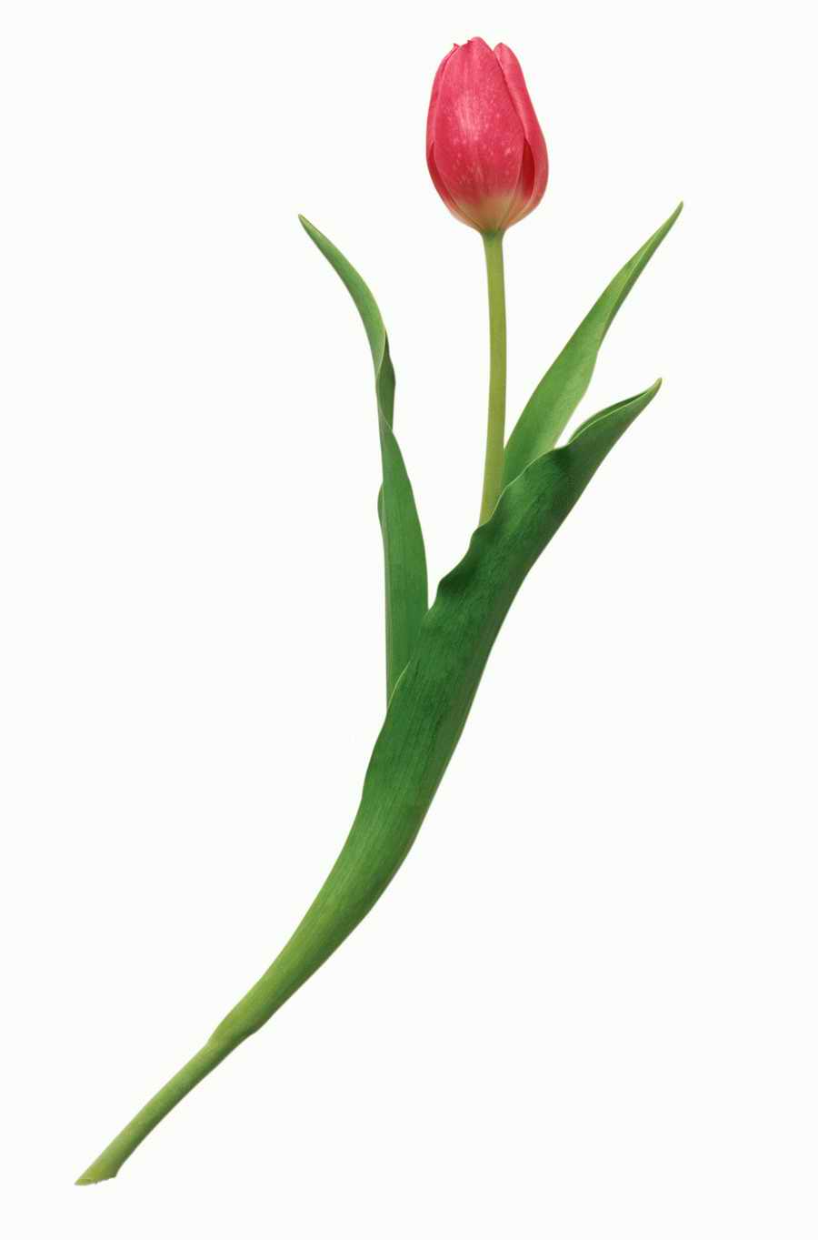 Objects of Nature - Photodisc Object Series ></a>
<script language=JavaScript> 
  var txt = 