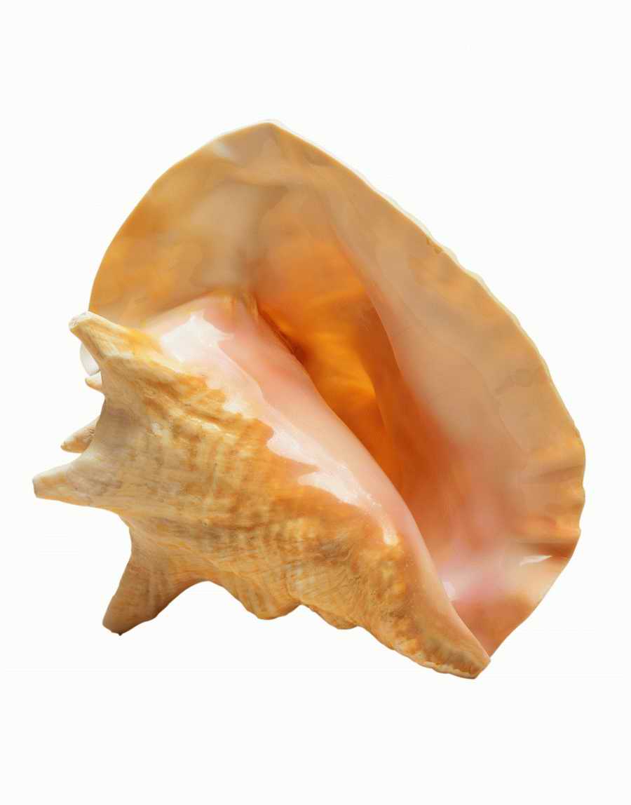 Objects of Nature - Photodisc Object Series ></a>
<script language=JavaScript> 
  var txt = 