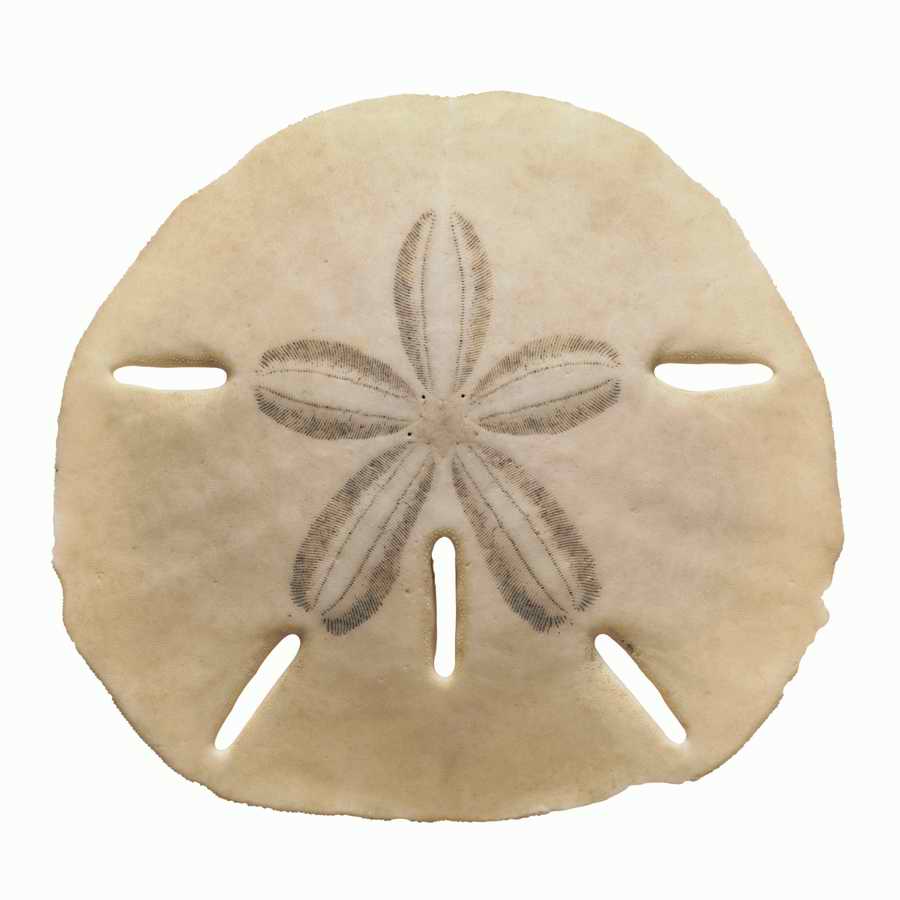 Objects of Nature - Photodisc Object Series ></a>
<script language=JavaScript> 
  var txt = 