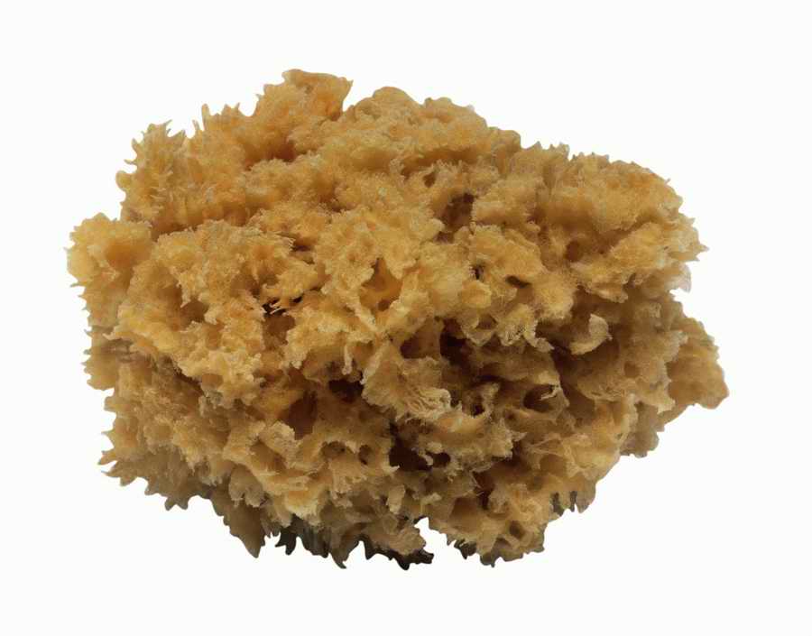 Objects of Nature - Photodisc Object Series ></a>
<script language=JavaScript> 
  var txt = 