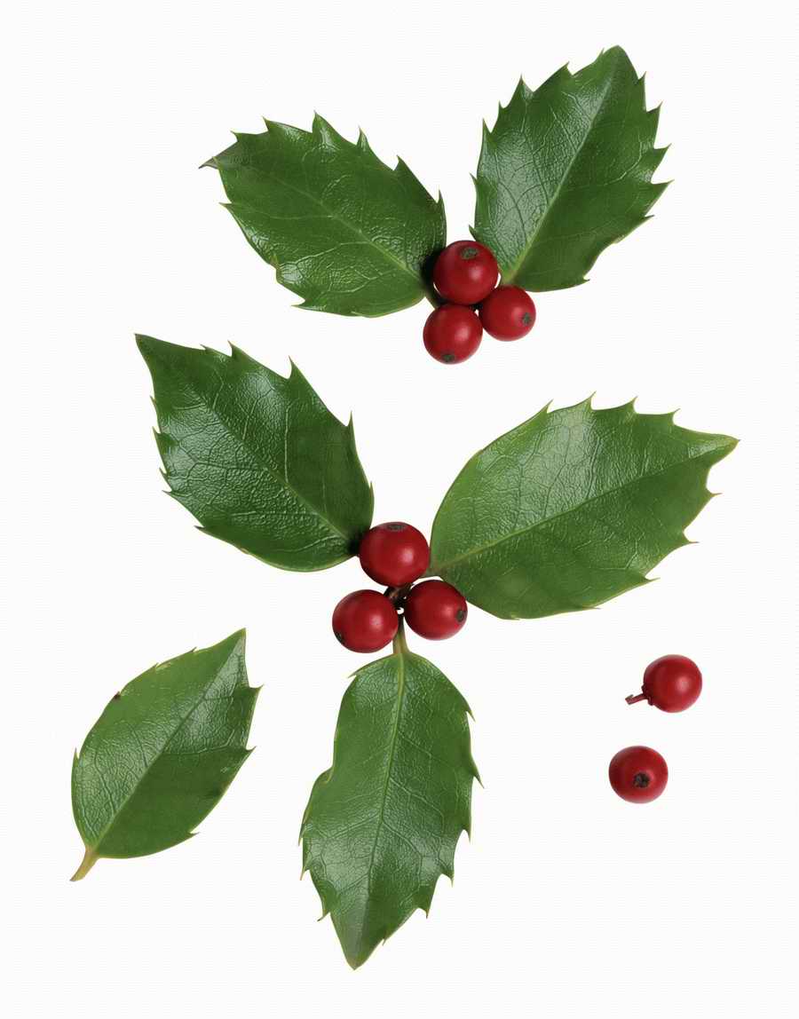 Objects of Nature - Photodisc Object Series ></a>
<script language=JavaScript> 
  var txt = 