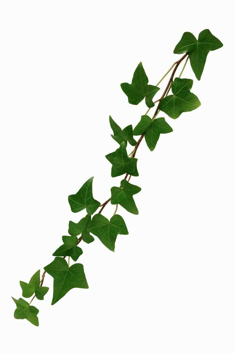 Objects of Nature - Photodisc Object Series ></a>
<script language=JavaScript> 
  var txt = 