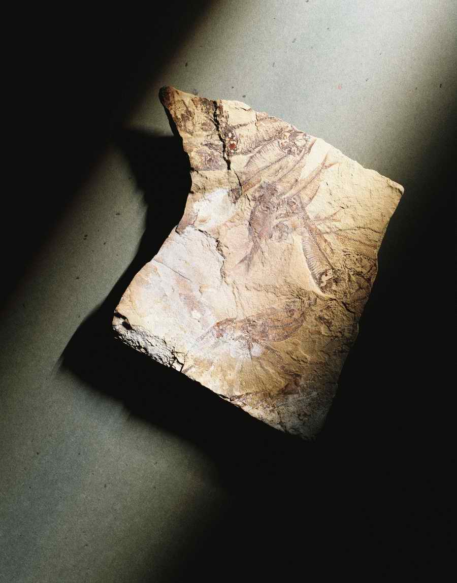 Details of Nature - Photodisc Signature Series ></a>
<script language=JavaScript> 
  var txt = 