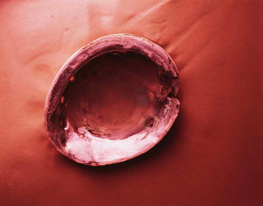 Details of Nature - Photodisc Signature Series ></a>
<script language=JavaScript> 
  var txt = 