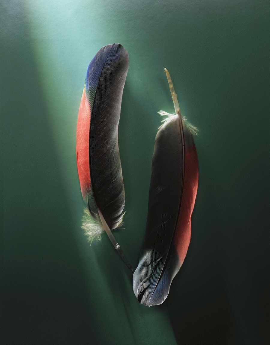 Details of Nature - Photodisc Signature Series ></a>
<script language=JavaScript> 
  var txt = 