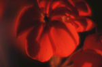 Photodisc Signature Series: Floral Impressions 