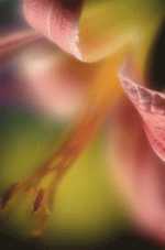 Photodisc Signature Series: Floral Impressions 