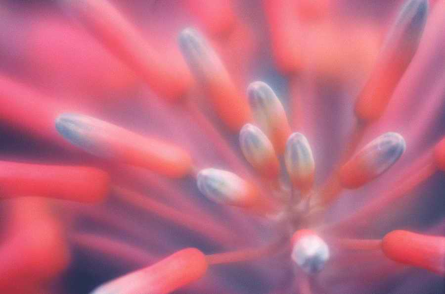 Floral Impressions - Photodisc Signature Series ></a>
<script language=JavaScript> 
  var txt = 