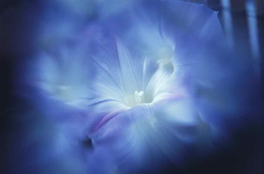 Floral Impressions - Photodisc Signature Series ></a>
<script language=JavaScript> 
  var txt = 