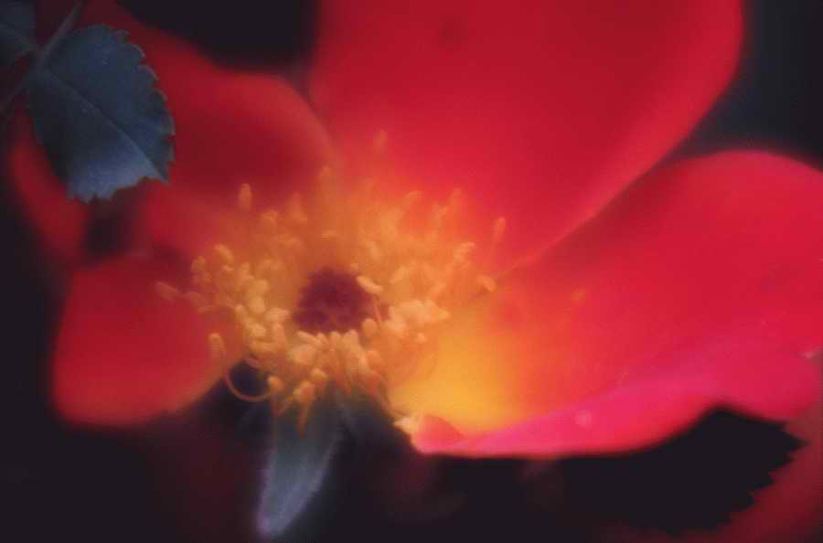 Floral Impressions - Photodisc Signature Series ></a>
<script language=JavaScript> 
  var txt = 