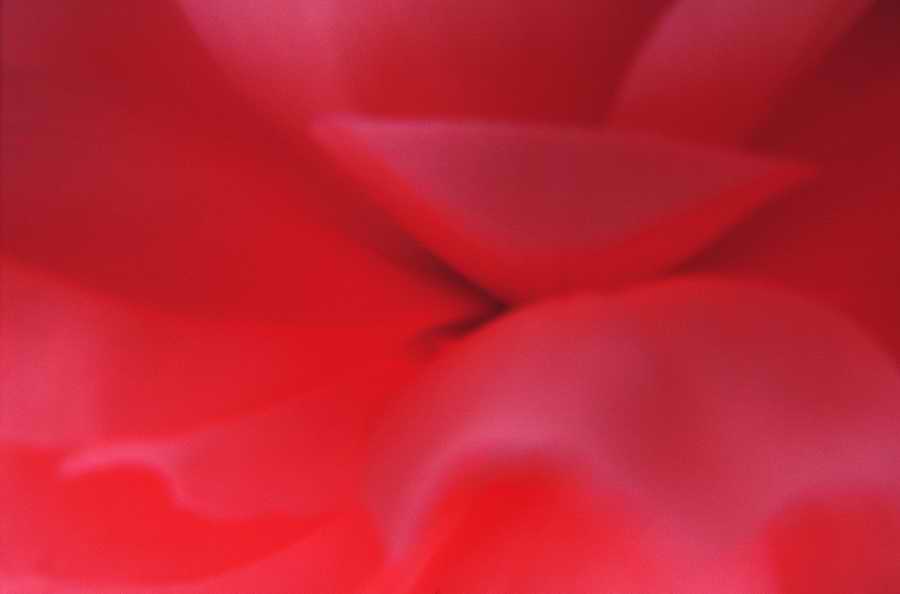 Floral Impressions - Photodisc Signature Series ></a>
<script language=JavaScript> 
  var txt = 
