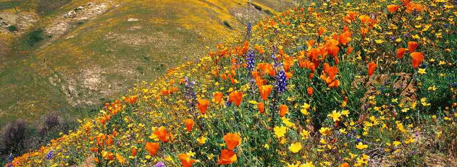 Panoramic Views - Photodisc Signature Series ></a>
<script language=JavaScript> 
  var txt = 