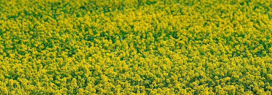 Panoramic Views - Photodisc Signature Series ></a>
<script language=JavaScript> 
  var txt = 