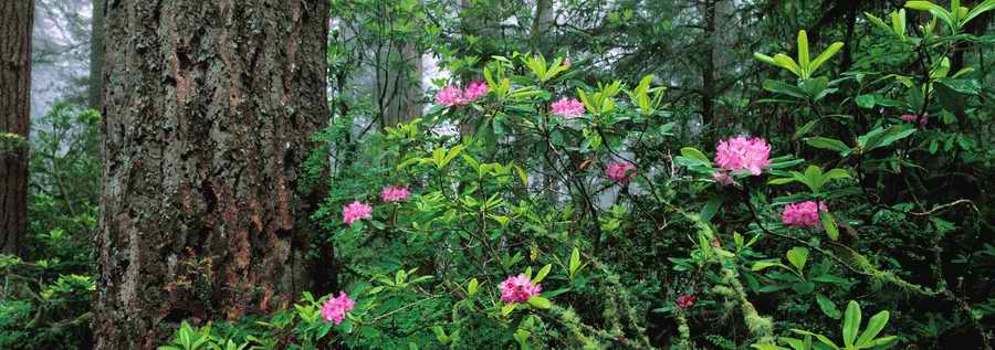 Panoramic Views - Photodisc Signature Series ></a>
<script language=JavaScript> 
  var txt = 