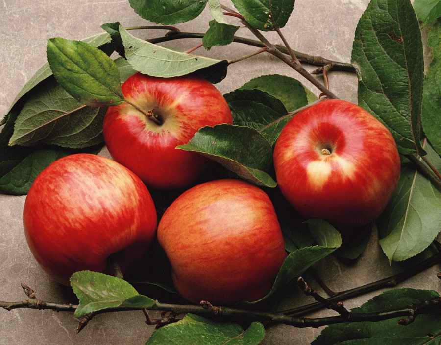 The Painted Table - Photodisc Signature Series ></a>
<script language=JavaScript> 
  var txt = 