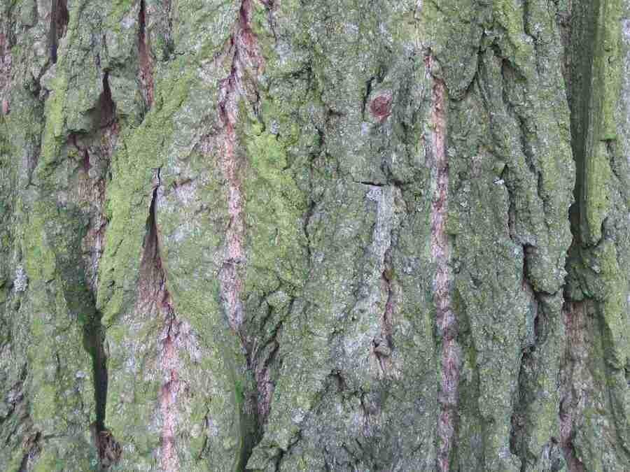 Reflections - RNMEDIA ></a>
<script language=JavaScript> 
  var txt = 