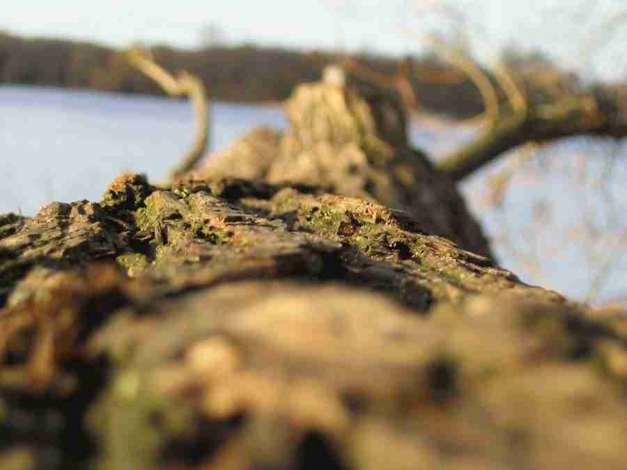 Reflections - RNMEDIA ></a>
<script language=JavaScript> 
  var txt = 