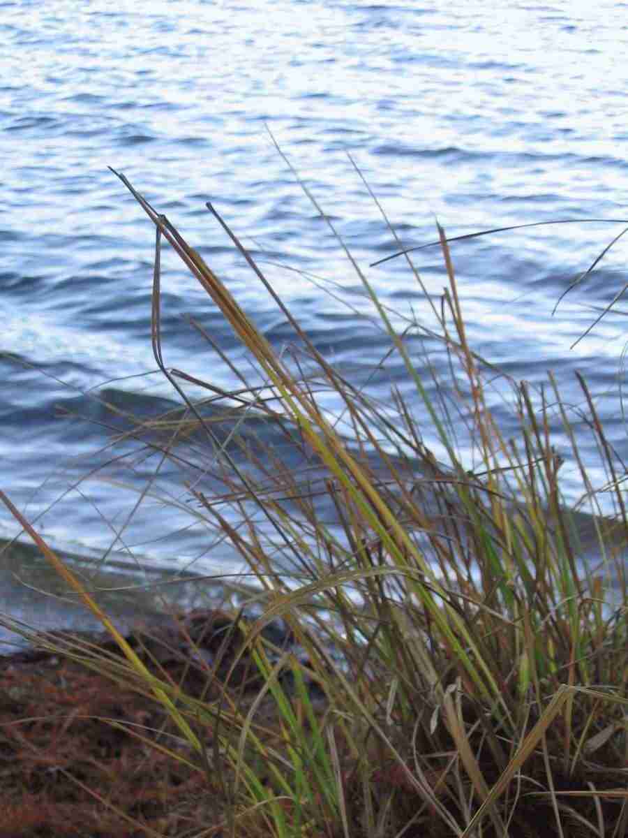 Reflections - RNMEDIA ></a>
<script language=JavaScript> 
  var txt = 