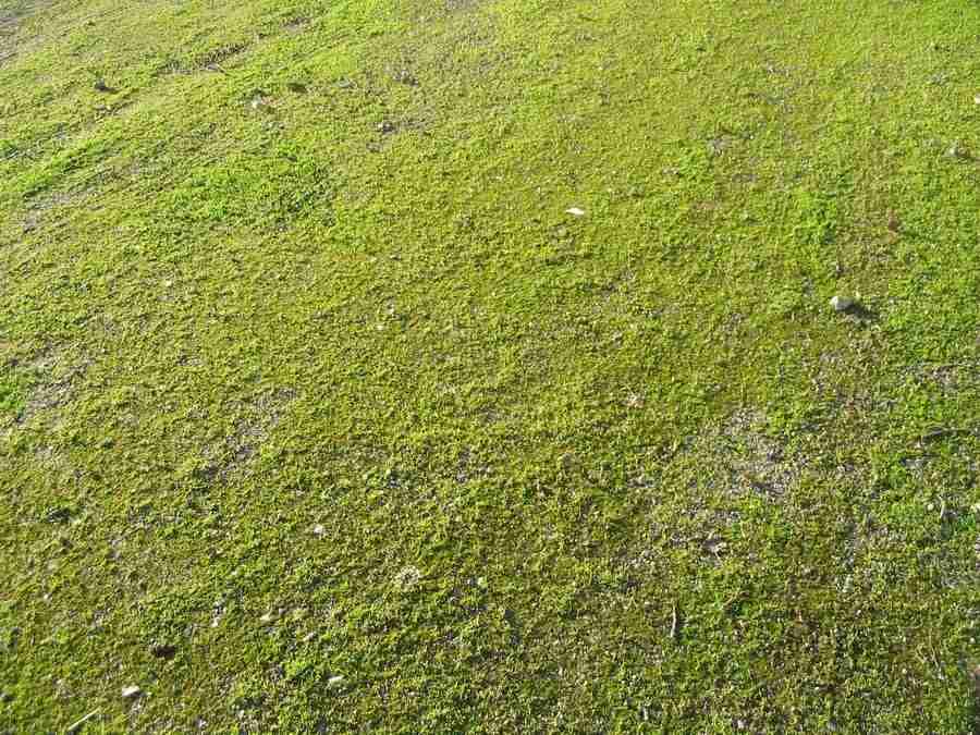 Reflections - RNMEDIA ></a>
<script language=JavaScript> 
  var txt = 