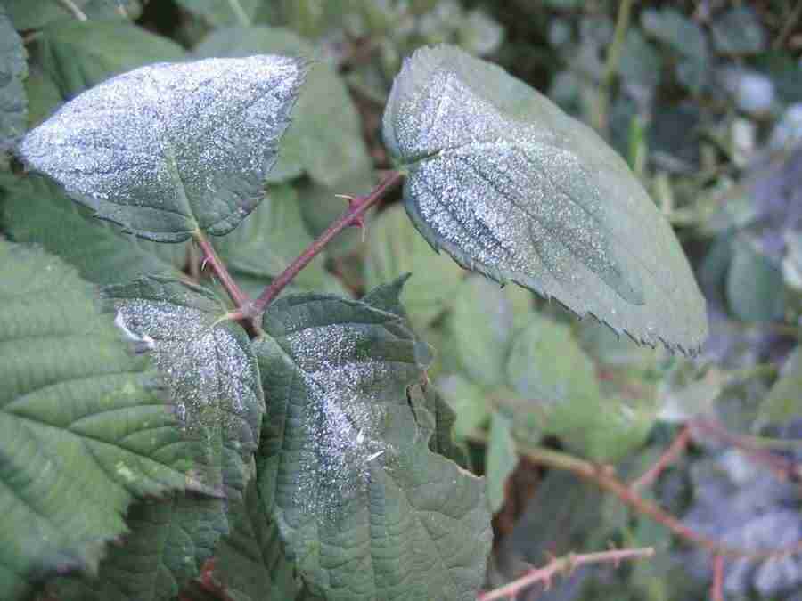 Reflections - RNMEDIA ></a>
<script language=JavaScript> 
  var txt = 