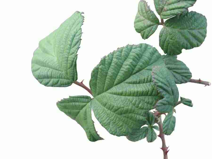 Reflections - RNMEDIA ></a>
<script language=JavaScript> 
  var txt = 