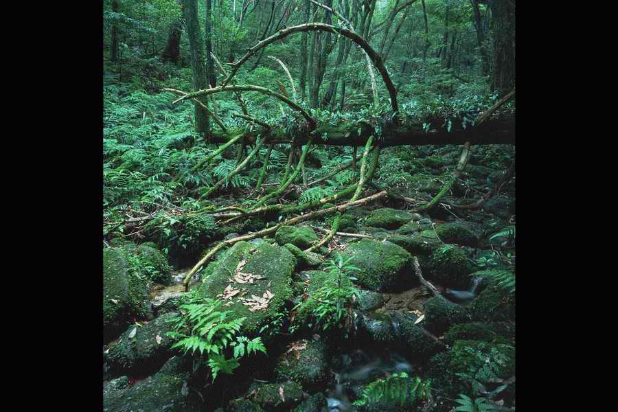 The Earths Natured Treasure - Shibvisi ></a>
<script language=JavaScript> 
  var txt = 