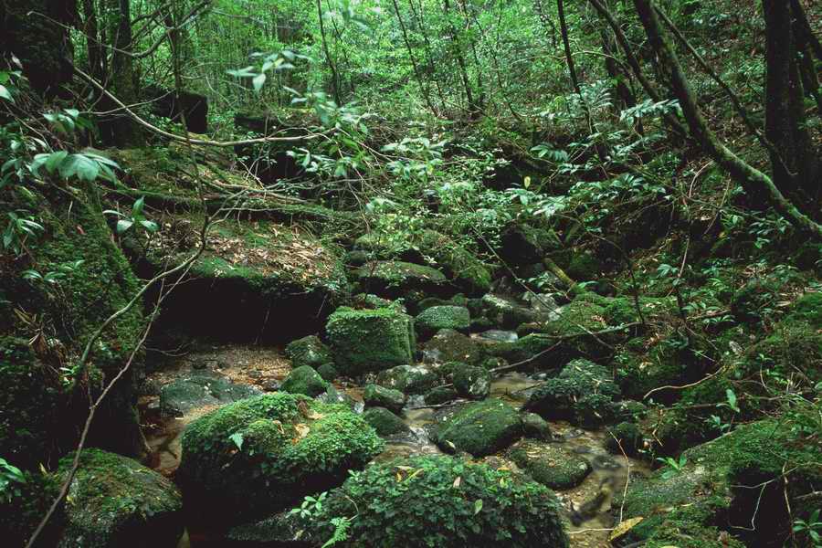 The Earths Natured Treasure - Shibvisi ></a>
<script language=JavaScript> 
  var txt = 