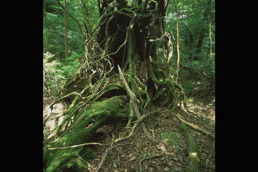 The Earths Natured Treasure - Shibvisi ></a>
<script language=JavaScript> 
  var txt = 