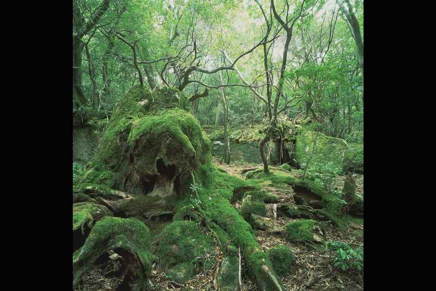 The Earths Natured Treasure - Shibvisi ></a>
<script language=JavaScript> 
  var txt = 