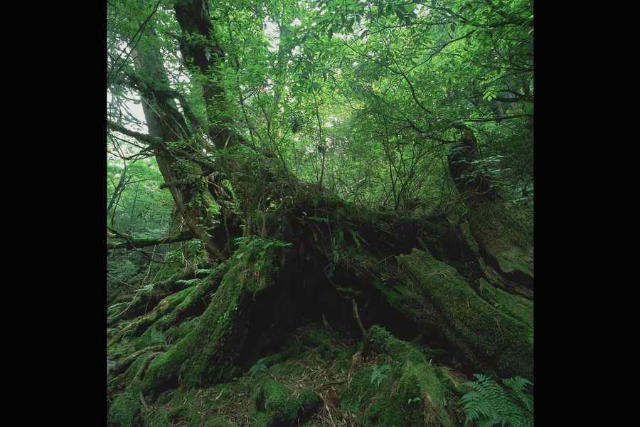 The Earths Natured Treasure - Shibvisi ></a>
<script language=JavaScript> 
  var txt = 