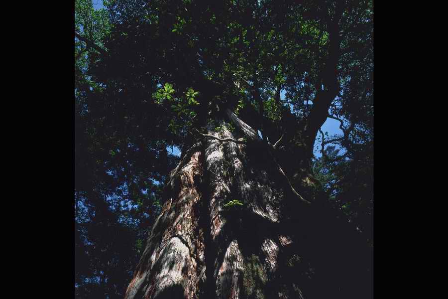 The Earths Natured Treasure - Shibvisi ></a>
<script language=JavaScript> 
  var txt = 