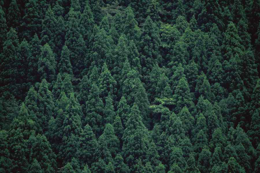 The Earths Natured Treasure - Shibvisi ></a>
<script language=JavaScript> 
  var txt = 