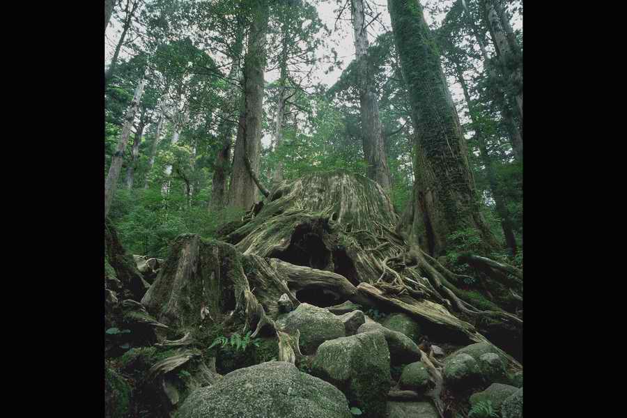 The Earths Natured Treasure - Shibvisi ></a>
<script language=JavaScript> 
  var txt = 