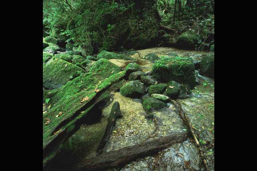 The Earths Natured Treasure - Shibvisi ></a>
<script language=JavaScript> 
  var txt = 