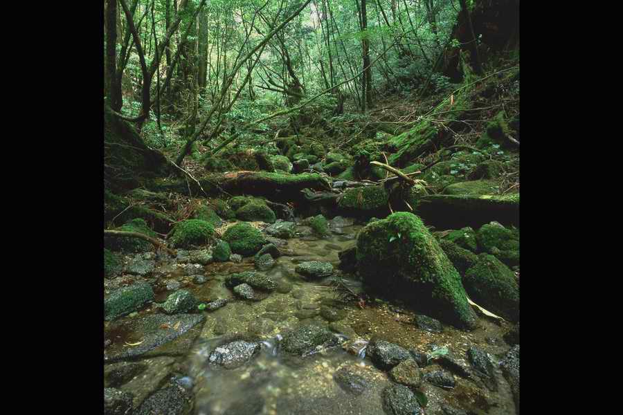 The Earths Natured Treasure - Shibvisi ></a>
<script language=JavaScript> 
  var txt = 