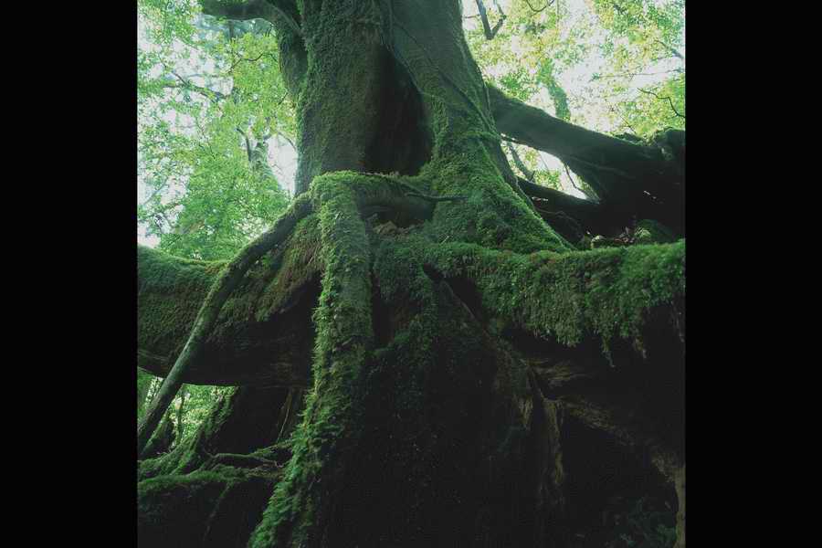 The Earths Natured Treasure - Shibvisi ></a>
<script language=JavaScript> 
  var txt = 