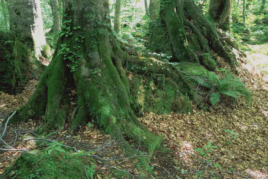 The Earths Natured Treasure - Shibvisi ></a>
<script language=JavaScript> 
  var txt = 